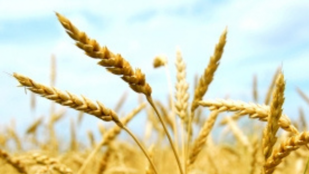 Stalks of wheat in a field