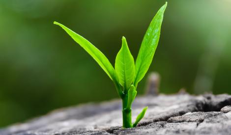 Seedling sprouting through crack in the stone