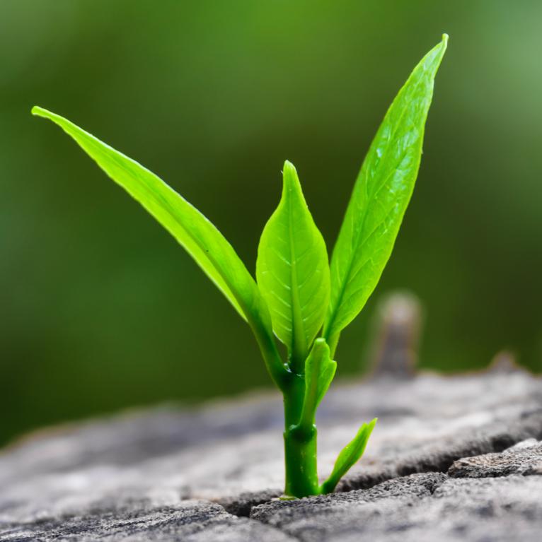 Seedling sprouting through crack in the stone