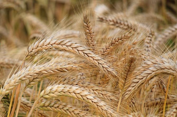 Wheat field