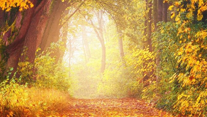 autumn forest with warm sunlit glow