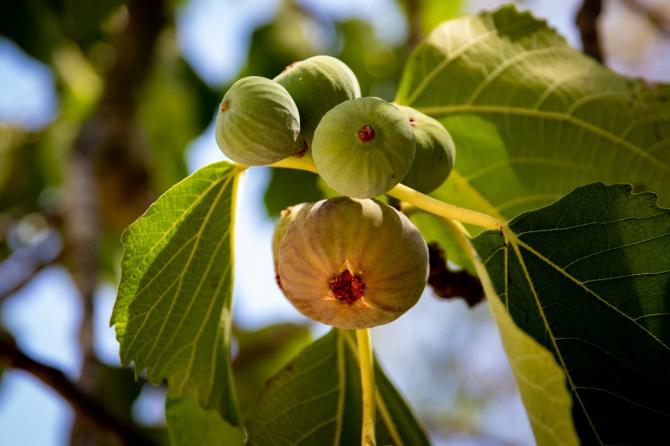 figs on fig tree