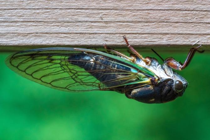 cicada clinging upside-down to a wooden railing