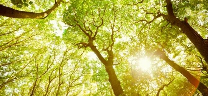 Sunlit green tree canopy viewed from below