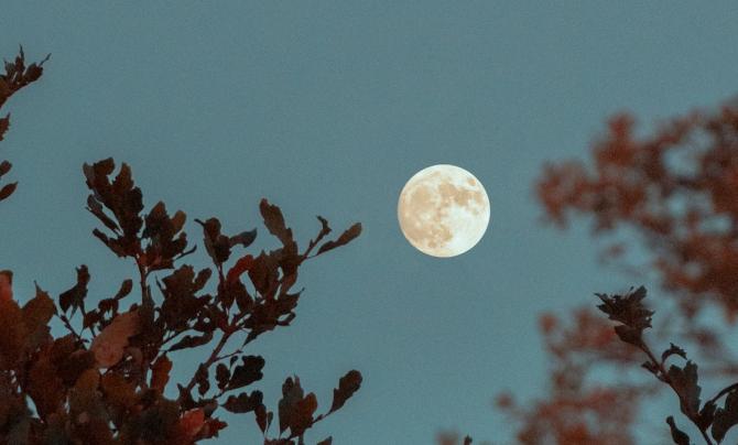 Moon in twilight sky with branches holding orange leaves surrounding it