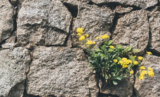 small yellow flowers growing out of crack in stone wall
