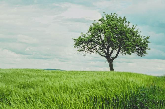 wind-swept tree on prairie