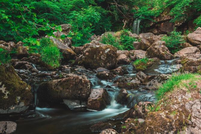 Stream in green forest