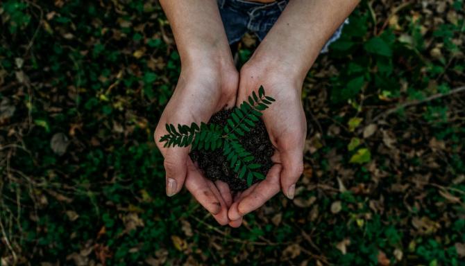 hands cupping soil and a seedling