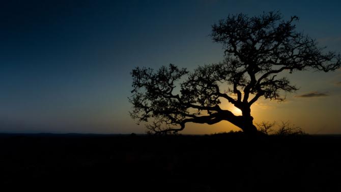 fig tree silhouette with sunset