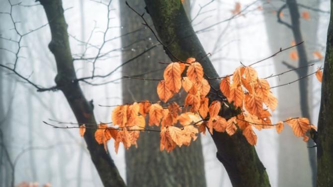 bright orange leaves in dreary forest setting
