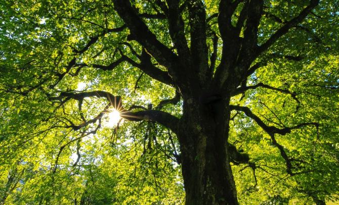 Sun shining through branches of a tree