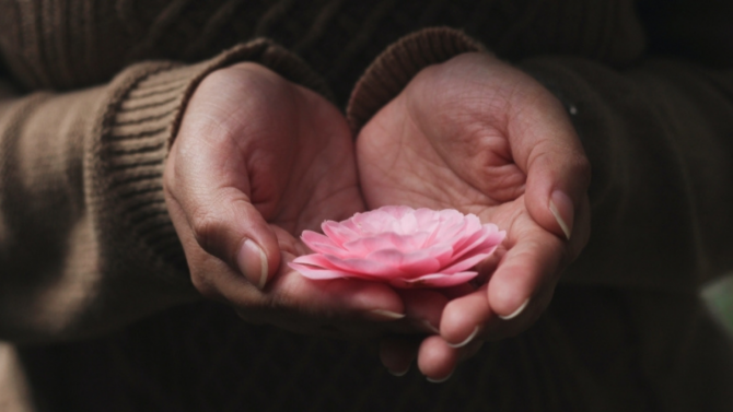 A person's hands holding a small pink flower