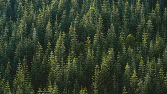 A conifer forest from above