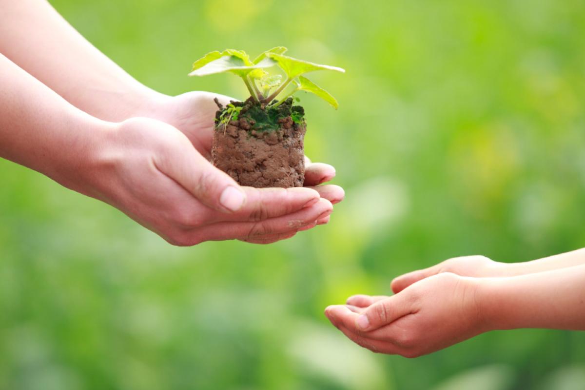 hands holding plant