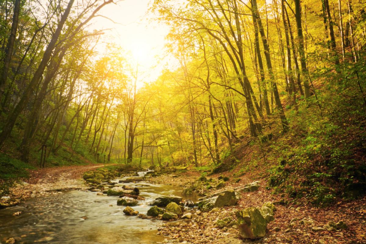 stream in forest