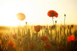 field with flowers