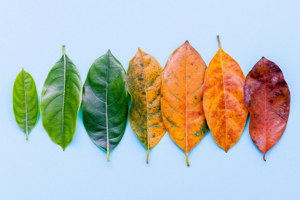 Leaves at different ages