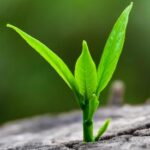 plant growing from rock