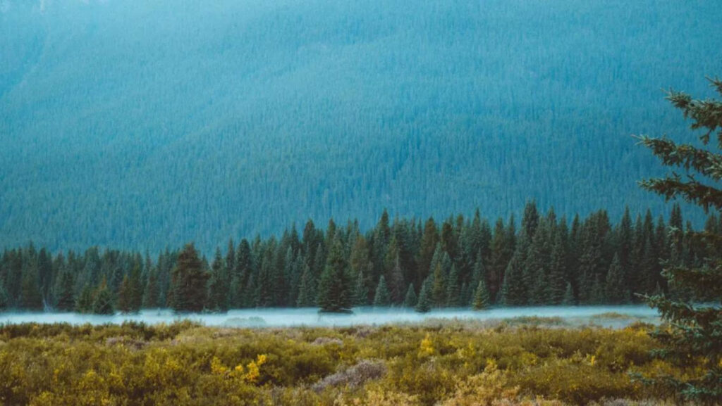 mountain with pine trees and lake