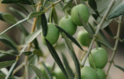 olives on tree