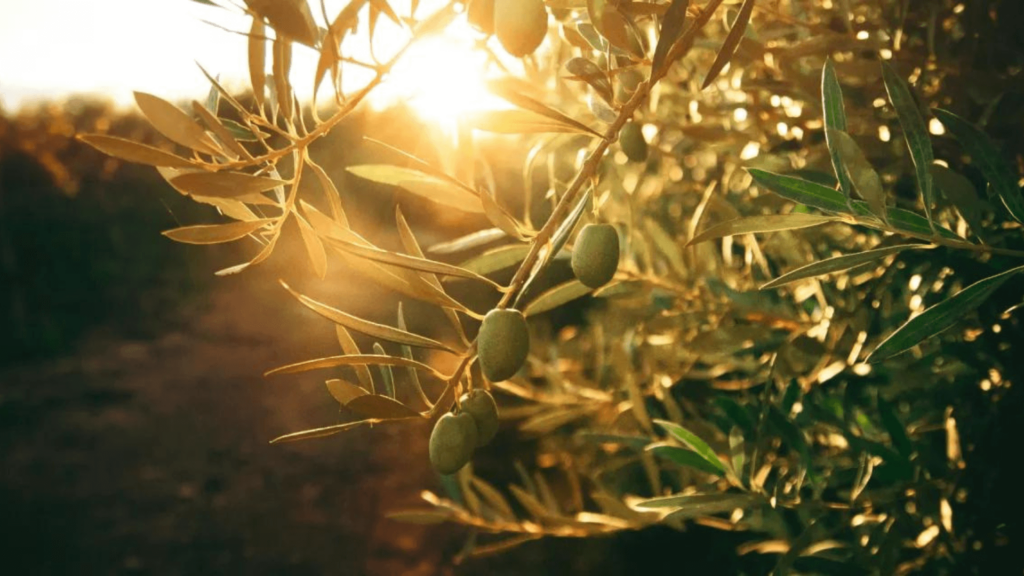 Close up on an olive tree at dawn