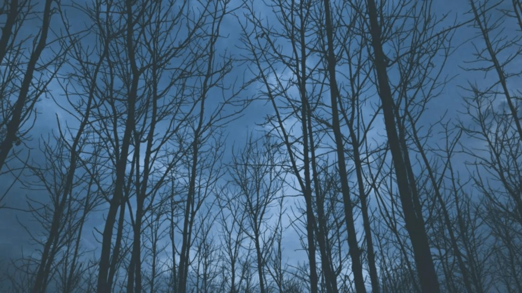 bare trees under a dark blue sky