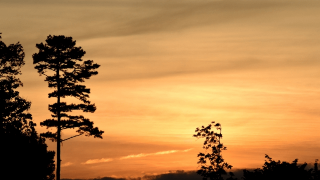 Trees at sunset