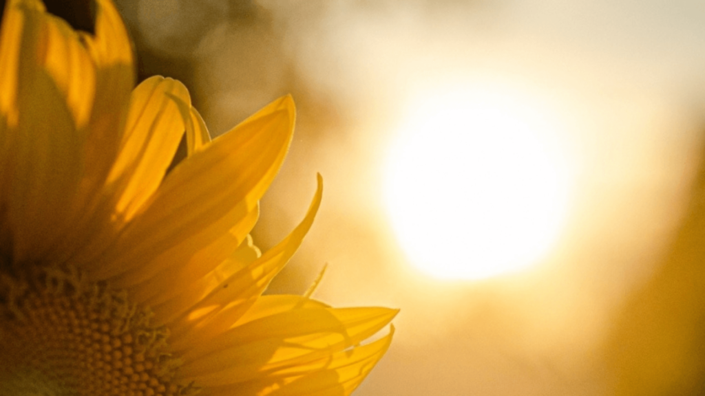 Close-up of the petals of a yellow flower