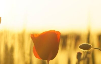 Sunlit field with red poppies and golden grass, creating a warm and serene atmosphere.