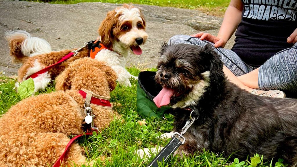 dogs sitting in the grass