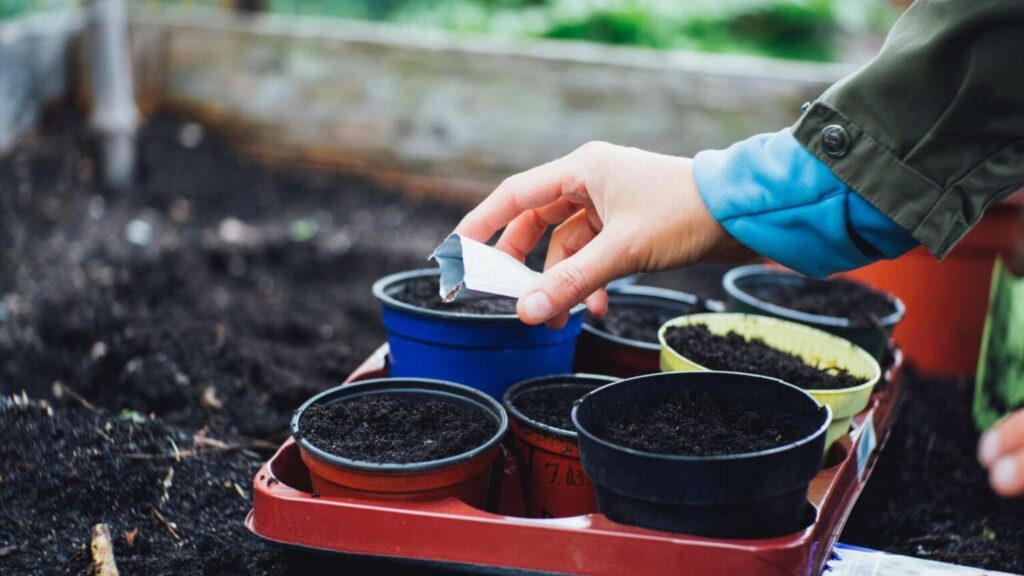 planting seeds in pots