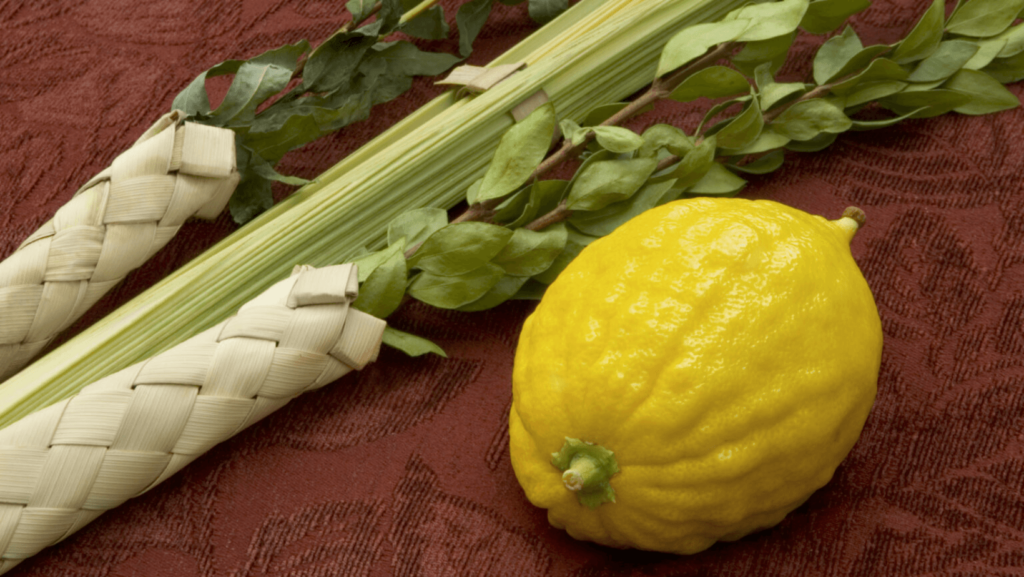 A lulag and etrog on a table