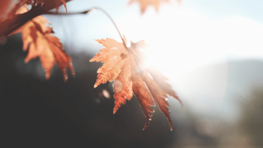 Close-up of fall leaves