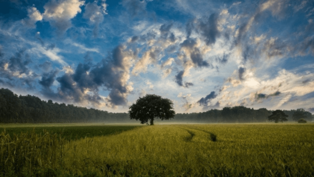 A tree in the middle of a green field with a blue sky above