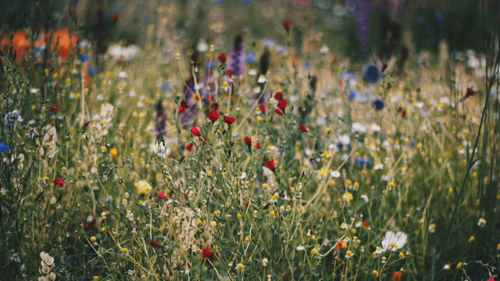 Field of wildflowers