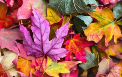 Close-up of colorful fall leaves