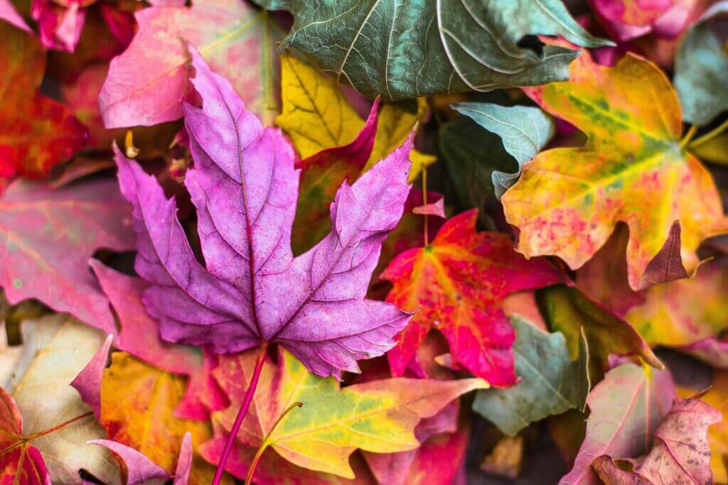 Close-up of colorful fall leaves
