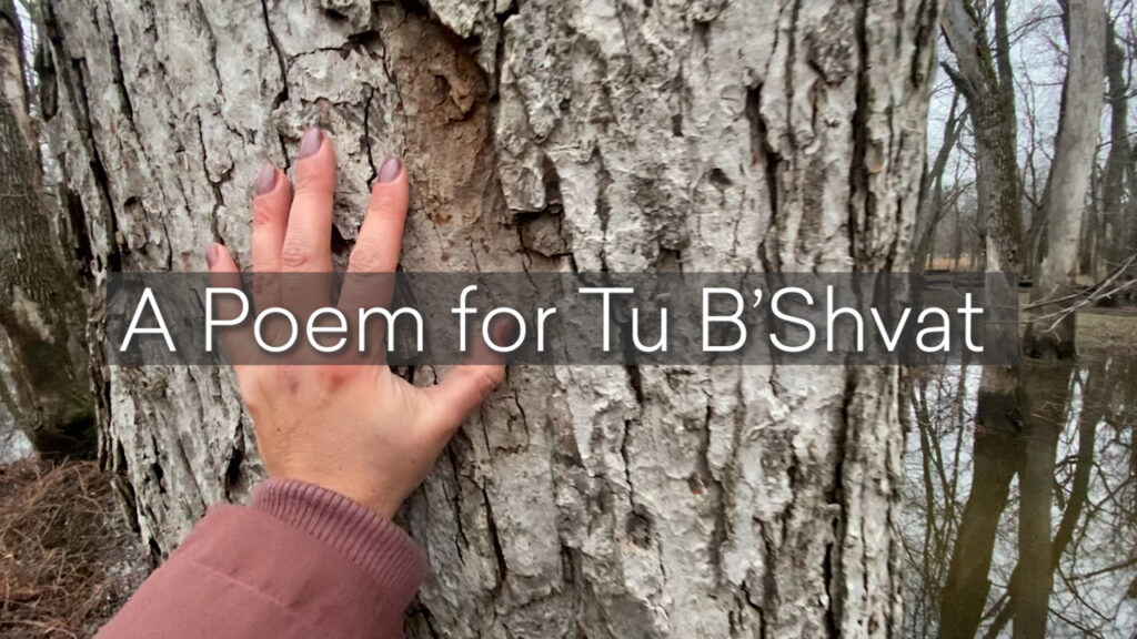 A hand touches a tree trunk with the text A Poem for Tu BShvat overlaying the image.