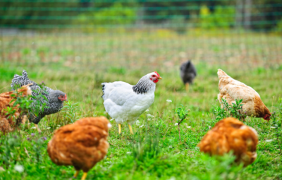 Chickens grazing in a lush, green field with a wire fence in the background.