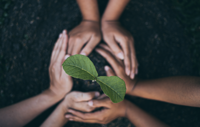 two sets of hands planting a tree