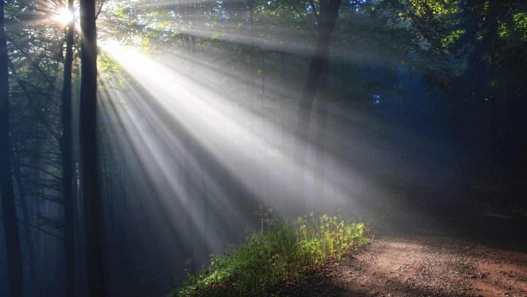 Sunlight filtering through the trees in a forest