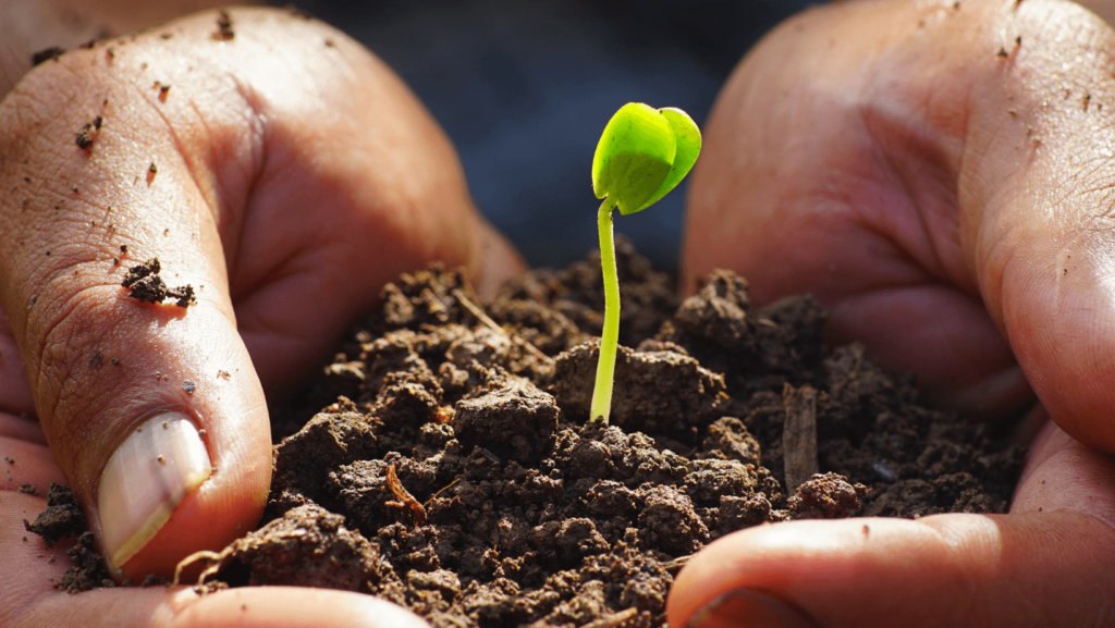 Two hands cupping a small seedling in dirt