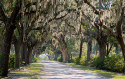 A dirt path lined with trees draped in Spanish moss under a sunny sky.