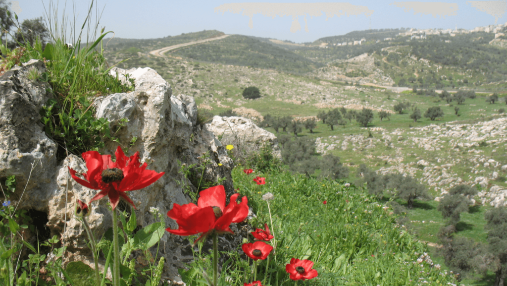 Red flowers in the foreground of a grassy, hilly area of Israel