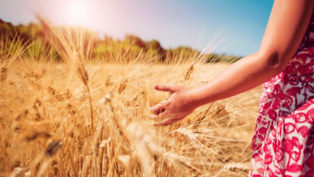 A woman in a red patterned dress walks through a wheat field while the sun shines