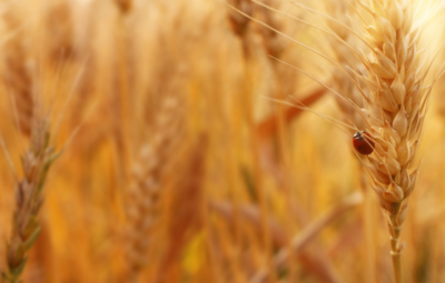 Close-up of golden wheat stalks in a field with a ladybug on one stalk against a warm, sunlit background.