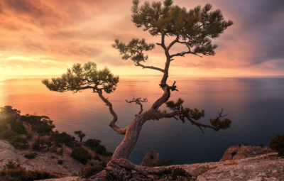 A solitary tree on a cliff overlooks a calm sea at sunset, with a colorful sky and clouds in the background.