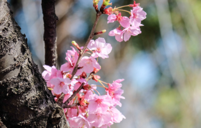 Pink cherry blossoms on a tree branch against a blurred background.