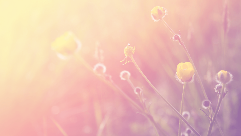 Close-up on flowers and grass in a field, with a yellowish light.